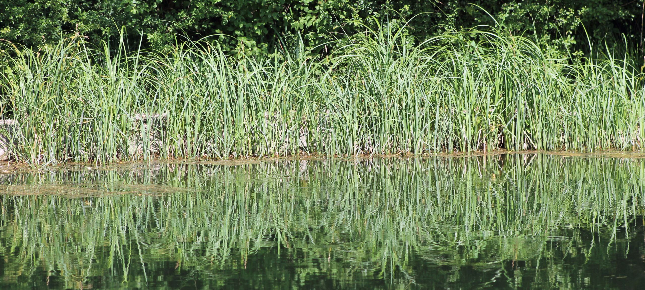 Fonds d'cran Nature Plantes - Arbustes 