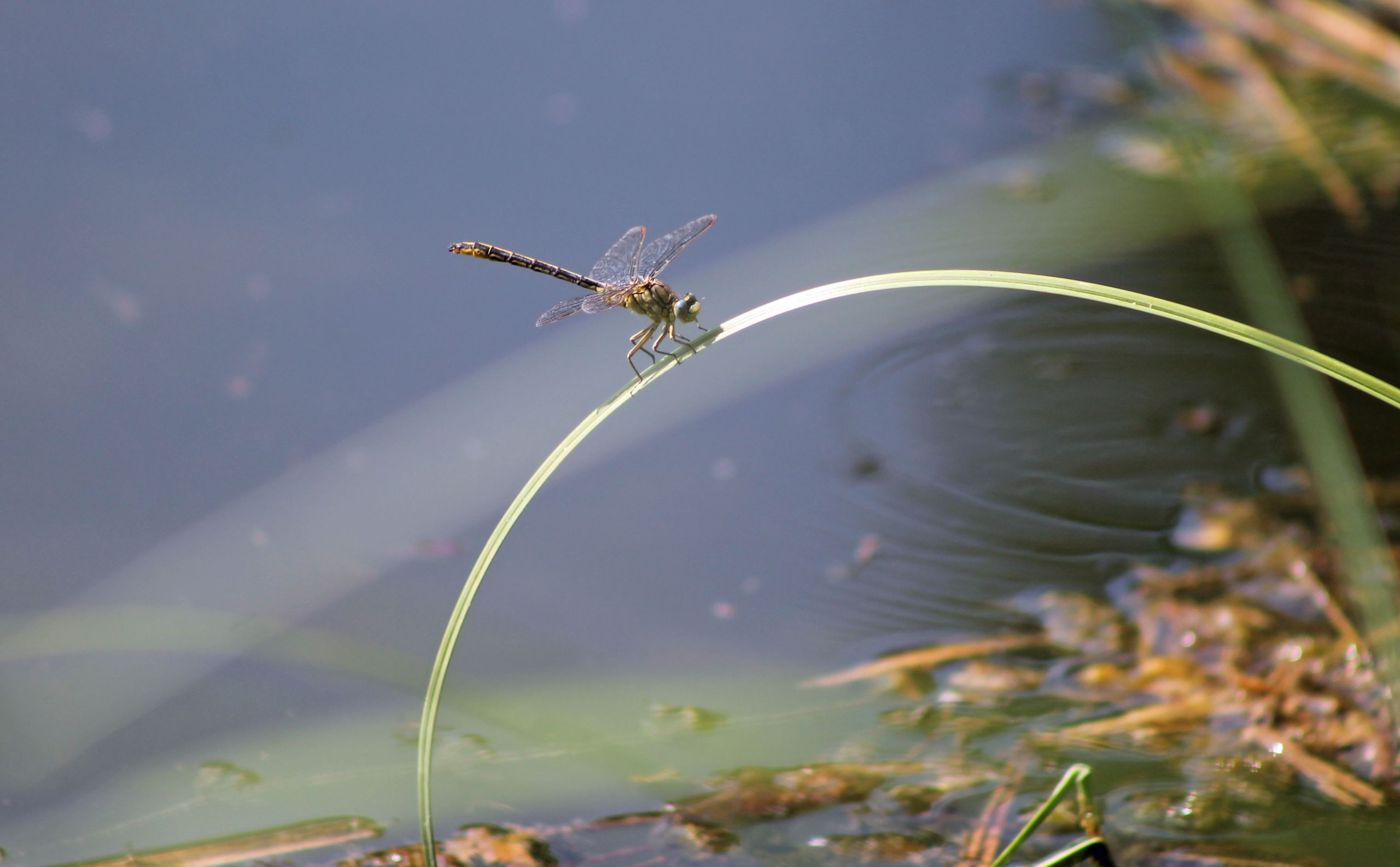 Fonds d'cran Animaux Insectes - Libellules 