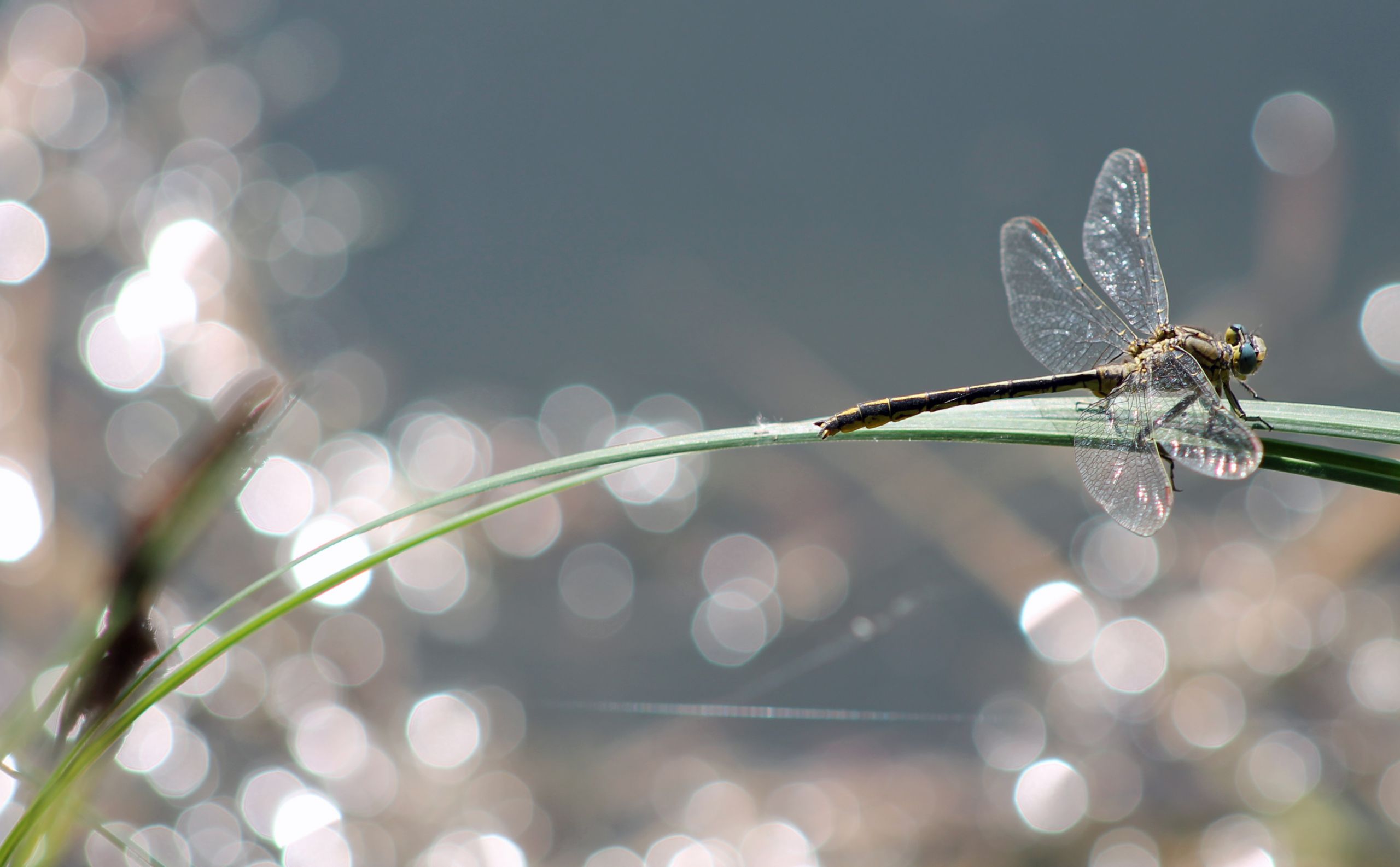 Wallpapers Animals Insects - Dragonflies 