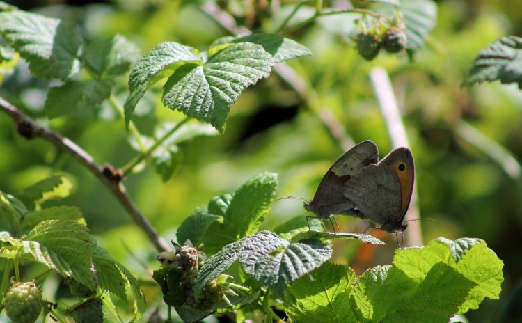 Fonds d'cran Animaux Insectes - Papillons Wallpaper N378462