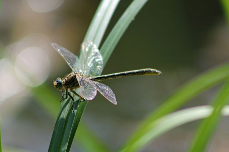 Fonds d'cran Animaux Insectes - Libellules Wallpaper N378468