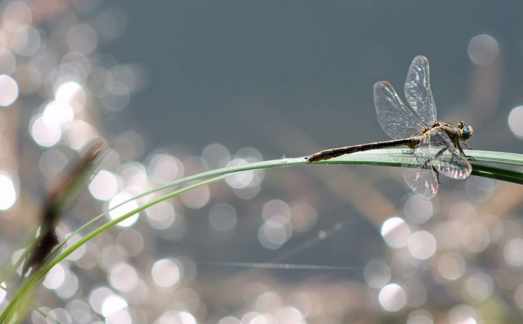 Wallpapers Animals Insects - Dragonflies Wallpaper N378469