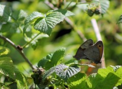  Animaux Image sans titre N378462