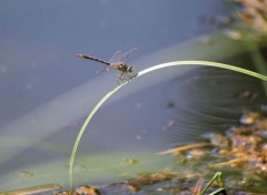  Animaux Image sans titre N378467