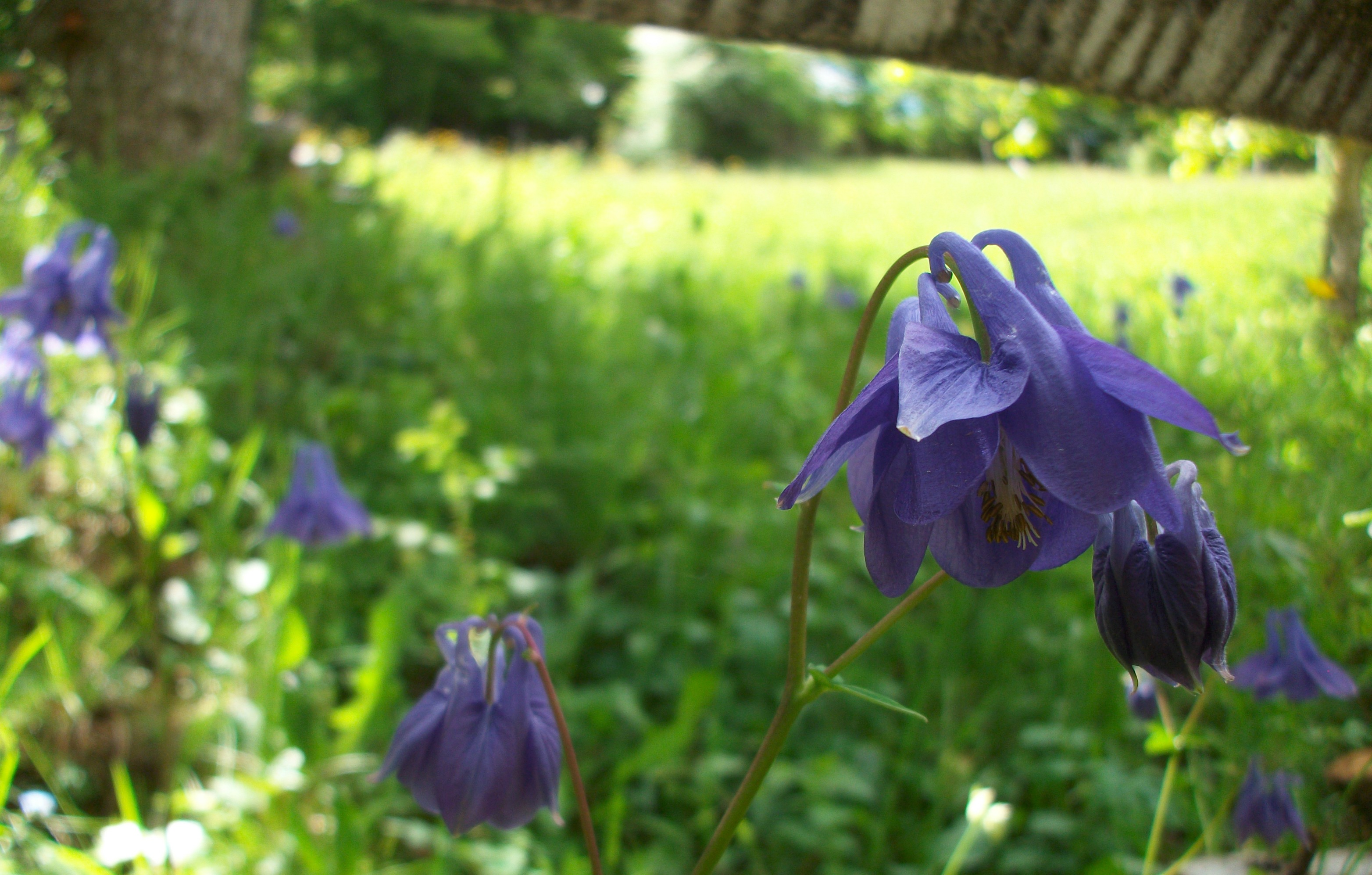 Fonds d'cran Nature Fleurs 