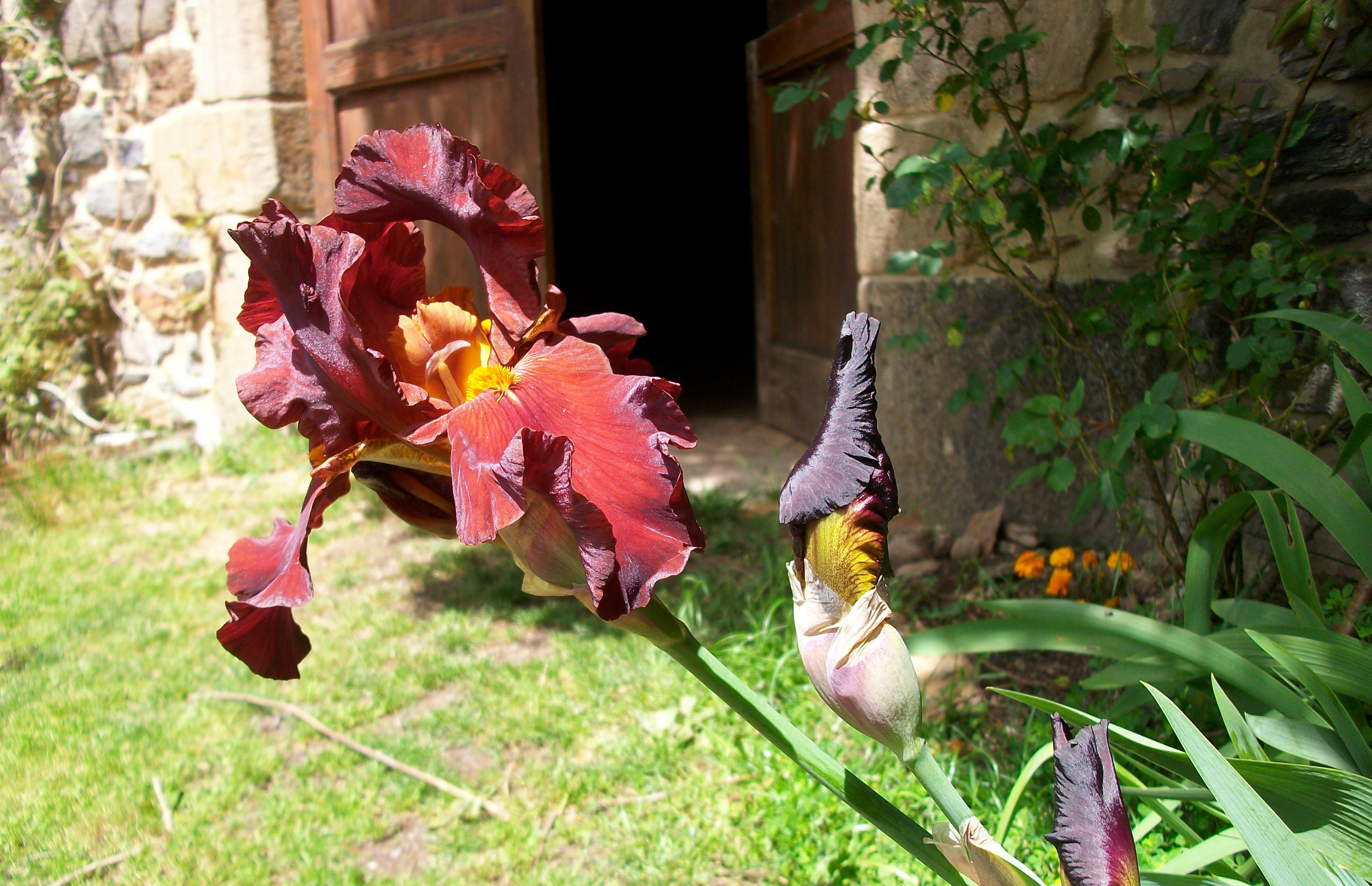 Fonds d'cran Nature Fleurs 