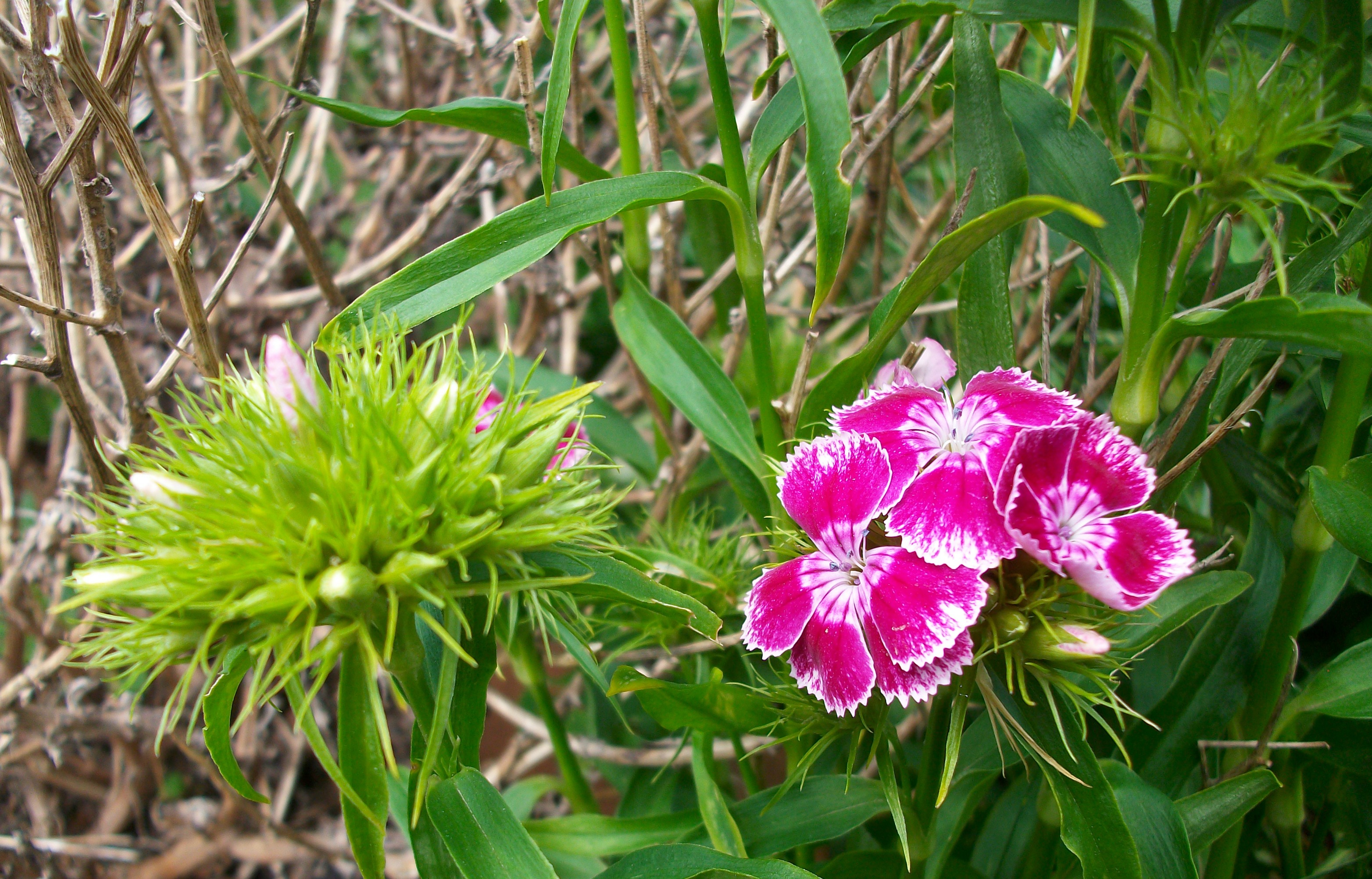 Fonds d'cran Nature Fleurs 