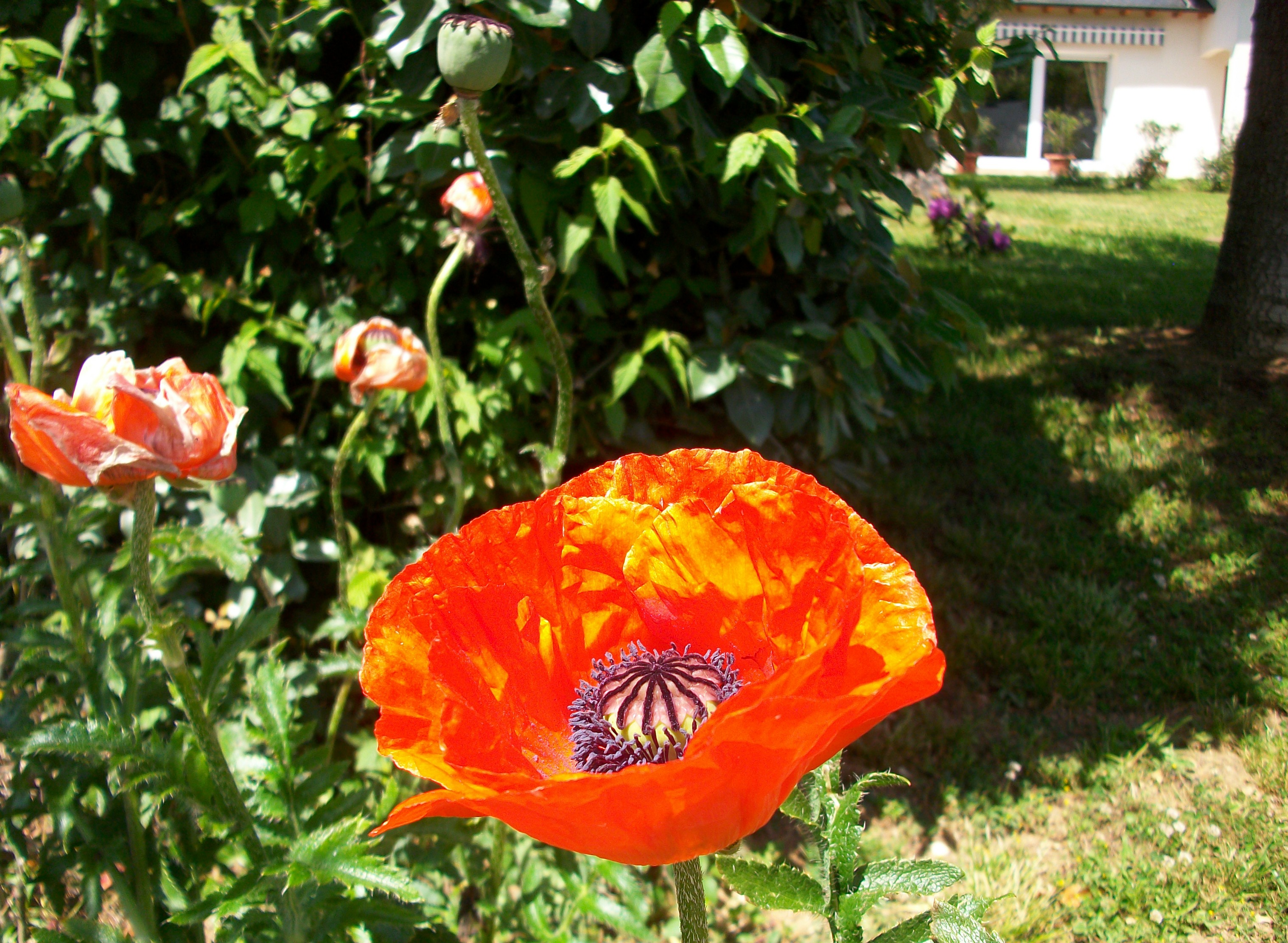 Fonds d'cran Nature Fleurs 