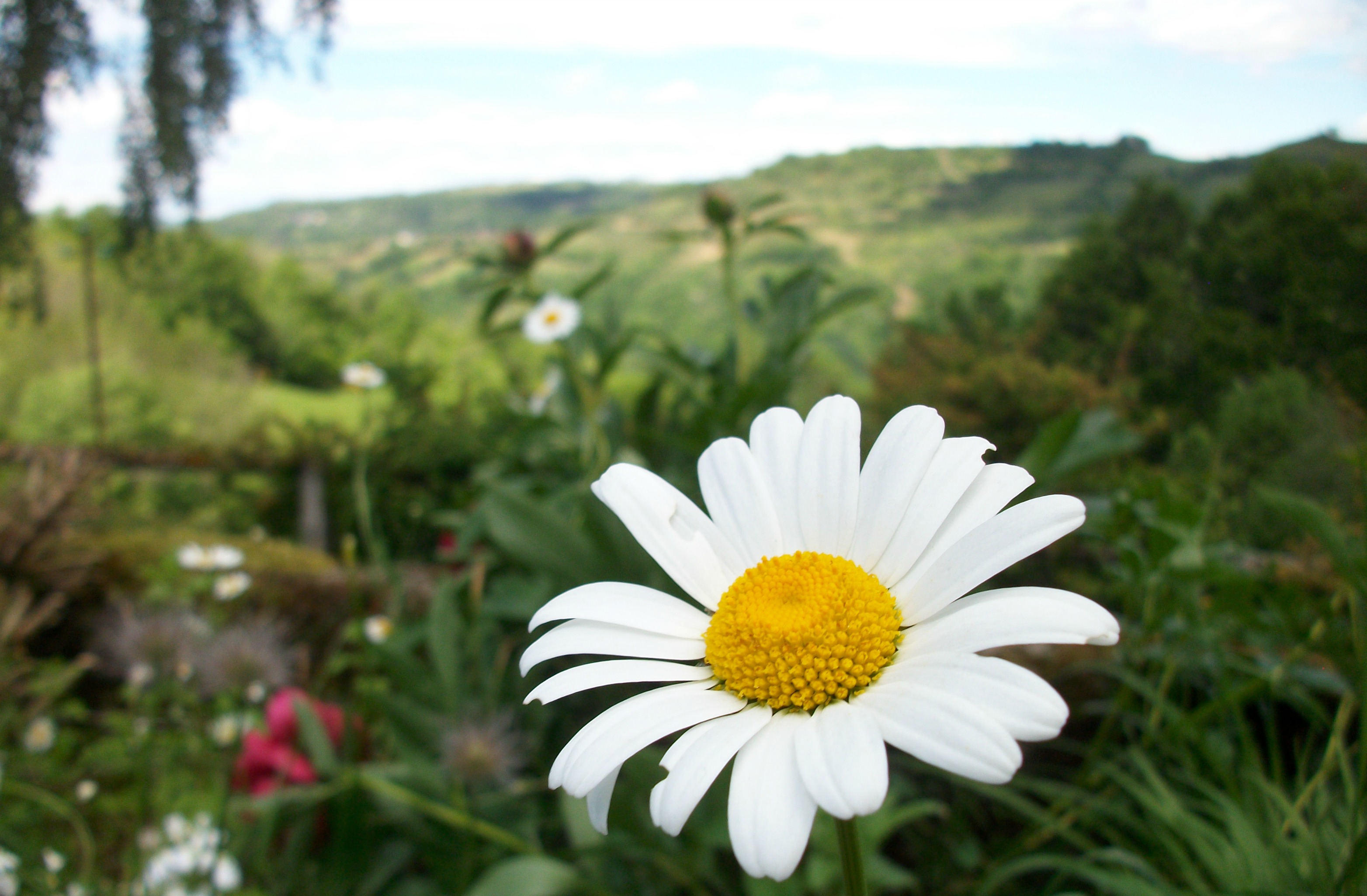 Fonds d'cran Nature Fleurs 