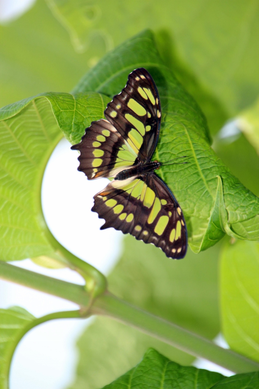 Fonds d'cran Animaux Insectes - Papillons papillons