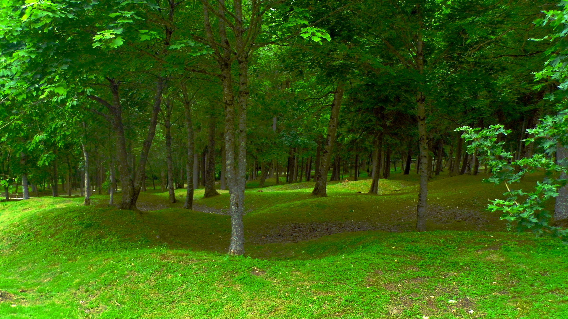 Wallpapers Nature Trees - Forests Verdun - France (2014)