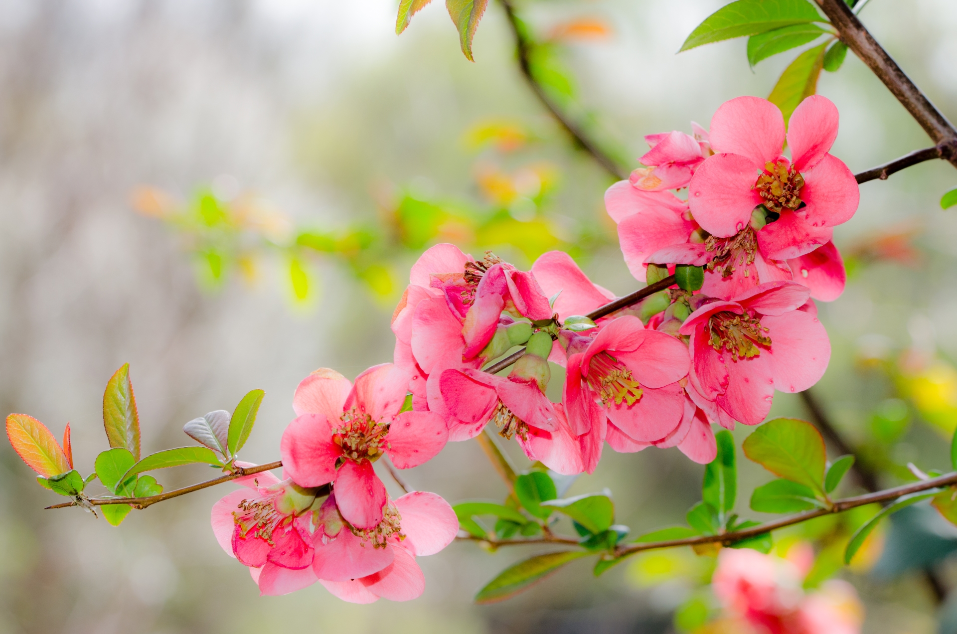 Fonds d'cran Nature Fleurs 