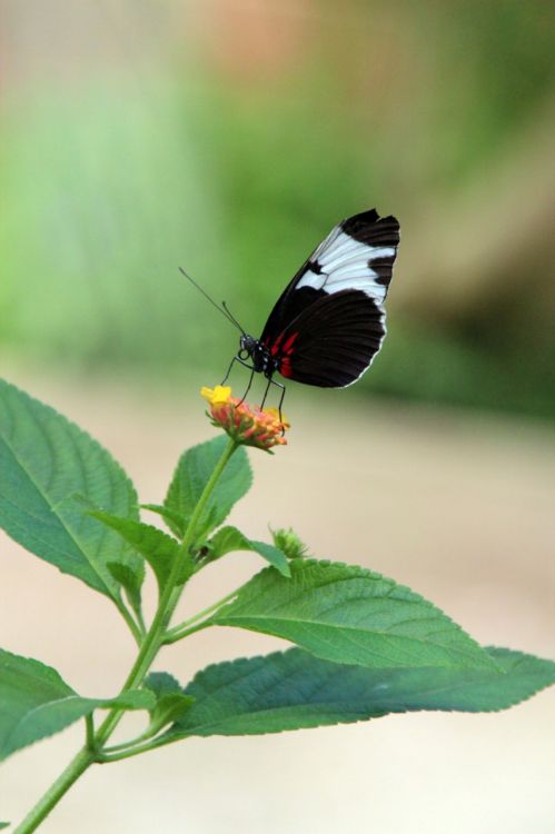 Wallpapers Animals Insects - Butterflies papillons