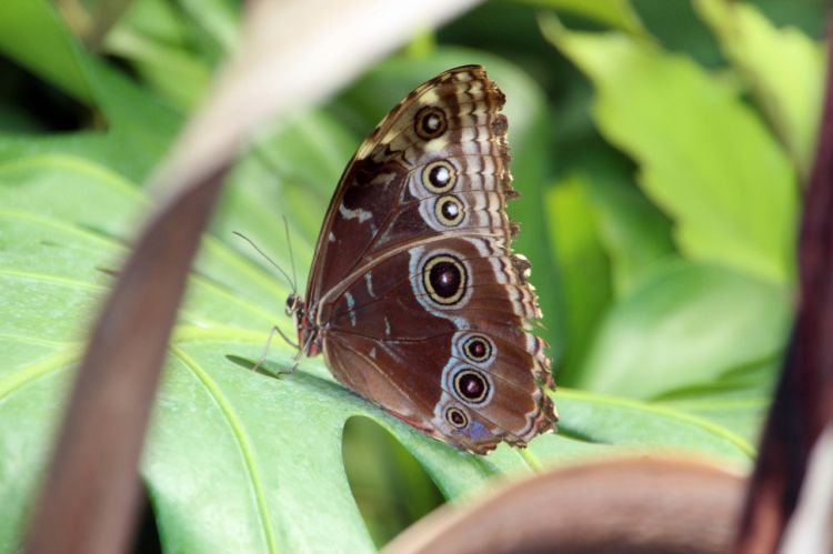 Fonds d'cran Animaux Insectes - Papillons papillons