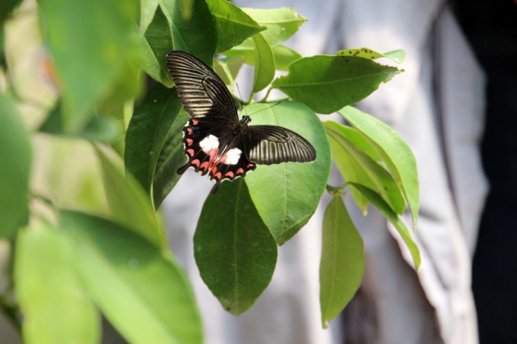 Fonds d'cran Animaux Insectes - Papillons papillons