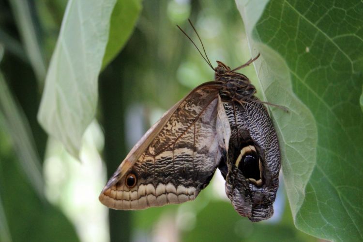 Fonds d'cran Animaux Insectes - Papillons papillons