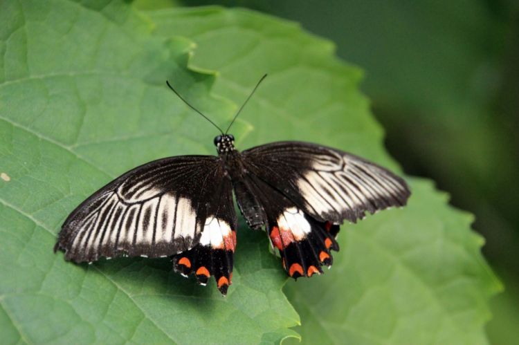 Fonds d'cran Animaux Insectes - Papillons papillons