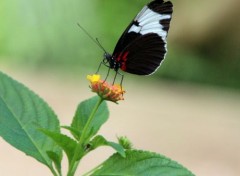  Animaux papillons