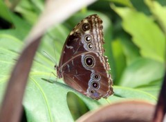  Animaux papillons