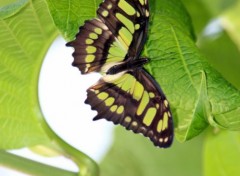  Animaux papillons