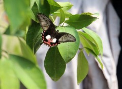  Animaux papillons