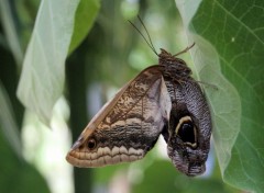  Animaux papillons