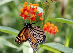  Animaux papillons