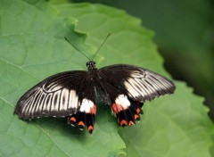  Animaux papillons