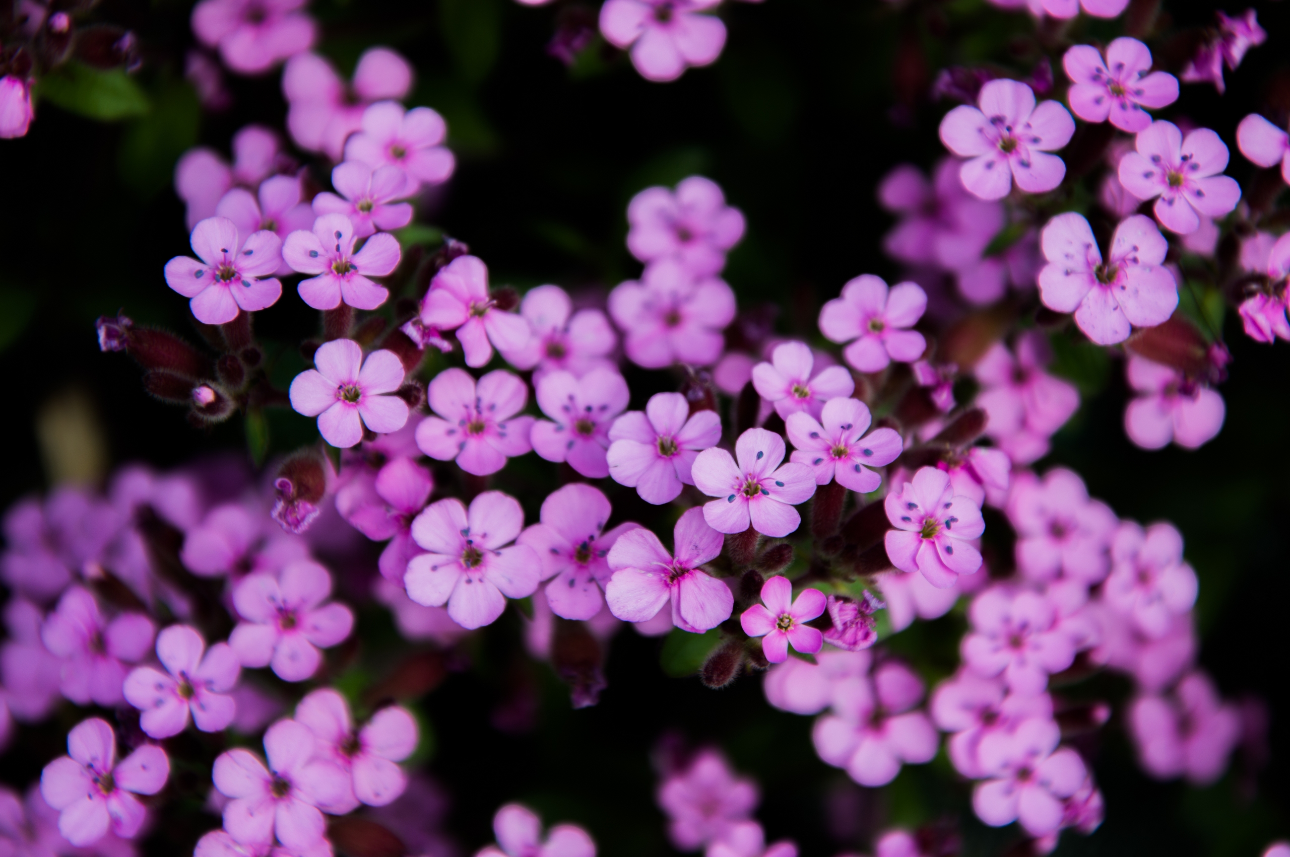 Fonds d'cran Nature Fleurs 