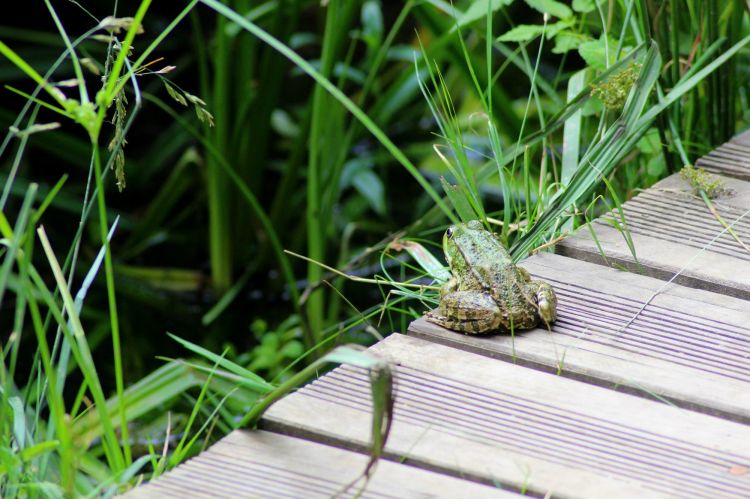 Wallpapers Animals Frogs - Toads Wallpaper N378696