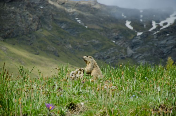 Fonds d'cran Animaux Marmottes Marmotte 