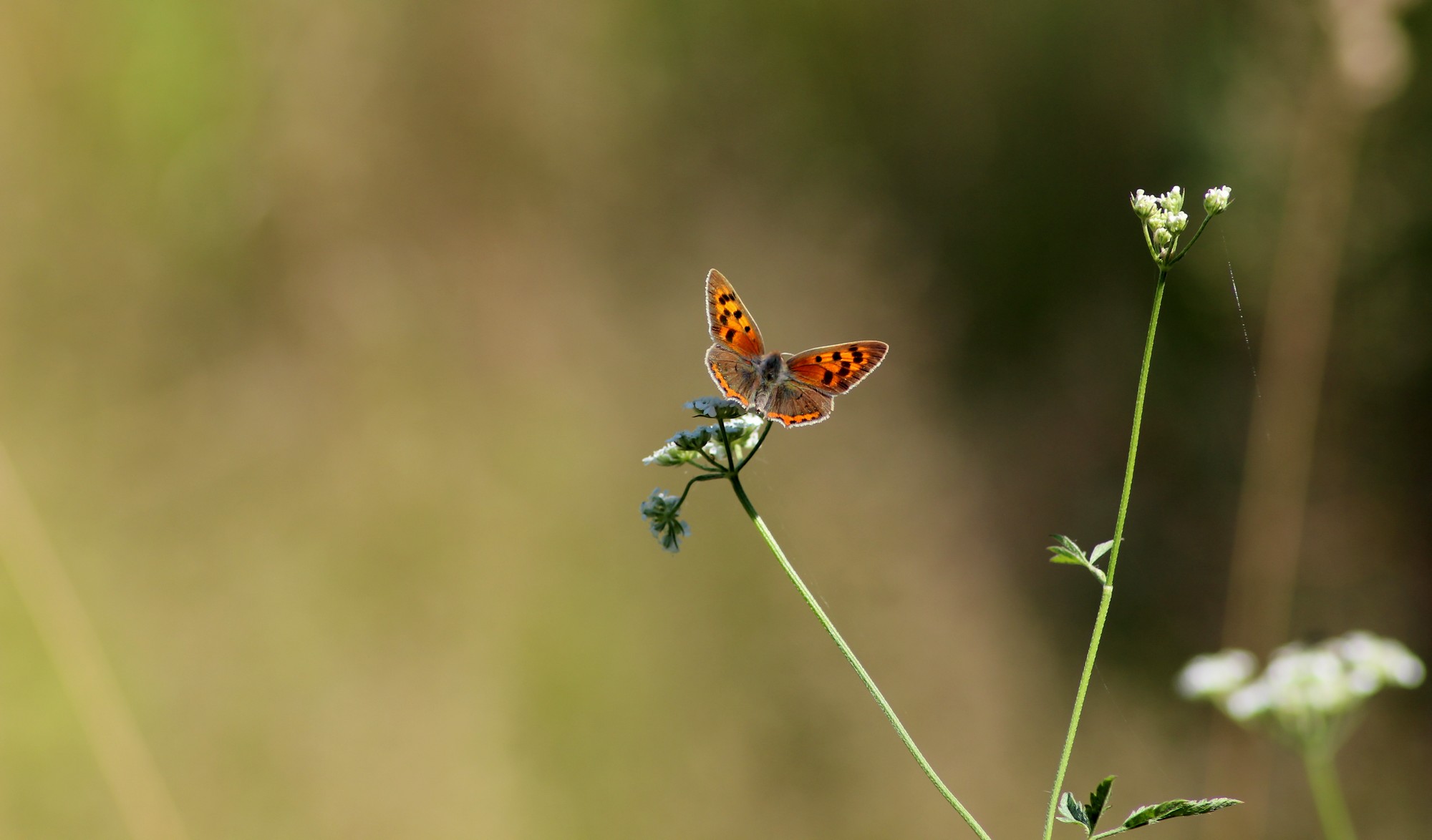 Fonds d'cran Animaux Insectes - Papillons Cuivr commun