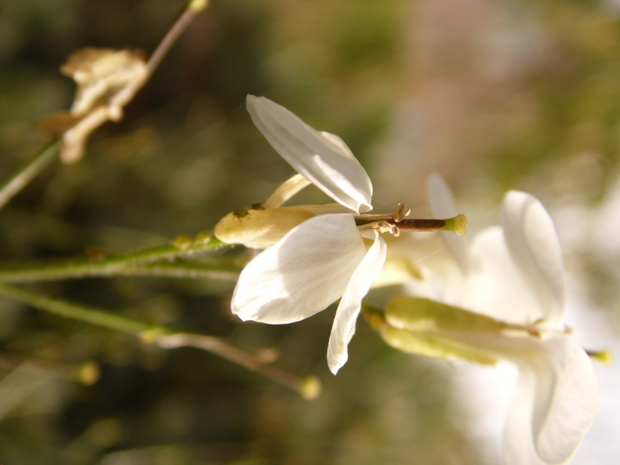 Fonds d'cran Nature Fleurs FLEURS