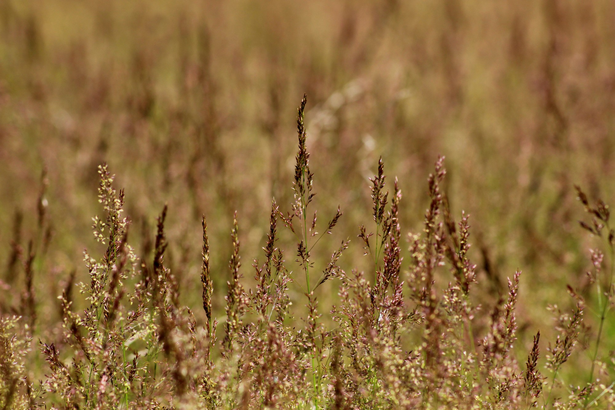 Wallpapers Nature Herbs 