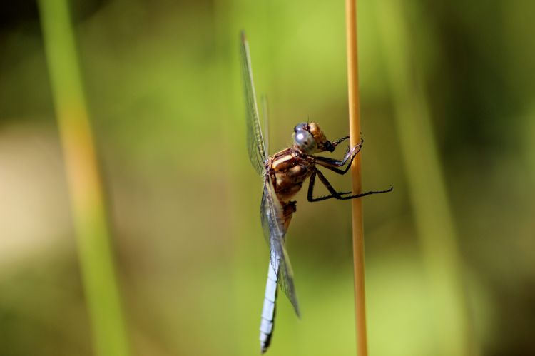 Wallpapers Animals Insects - Dragonflies Libellule déprimée