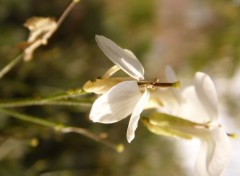  Nature FLEURS