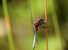  Animaux Libellule déprimée