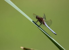  Animaux Libellule déprimée