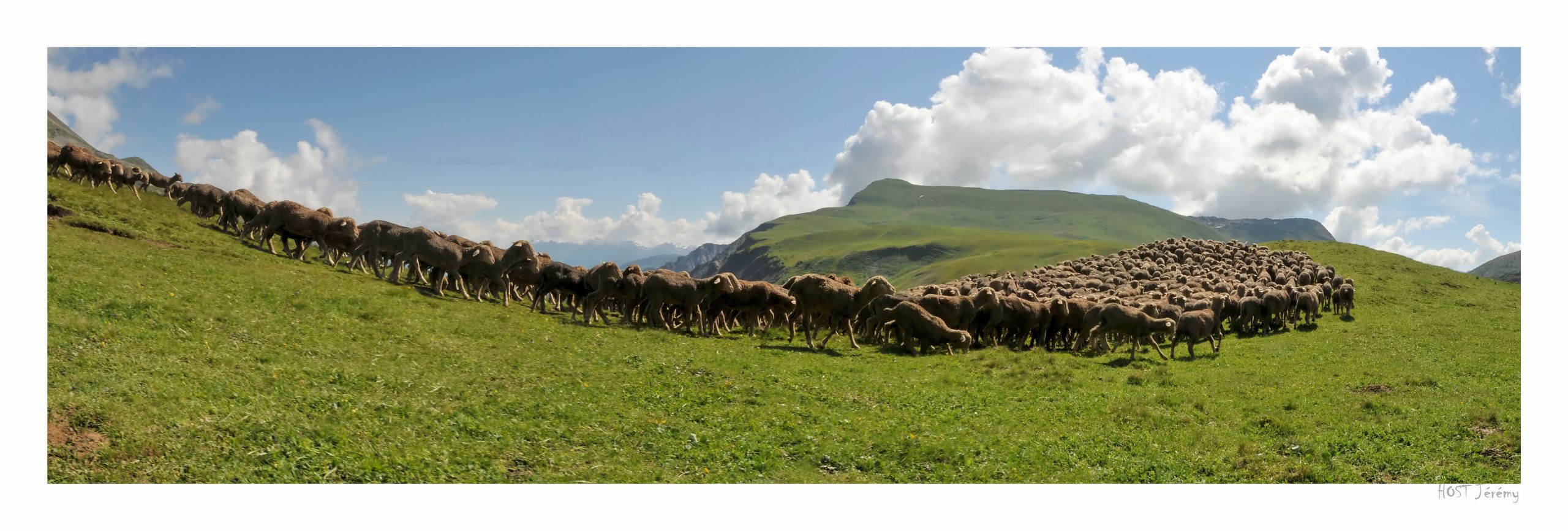 Fonds d'cran Nature Montagnes Col du Couard - Troupeau de moutons