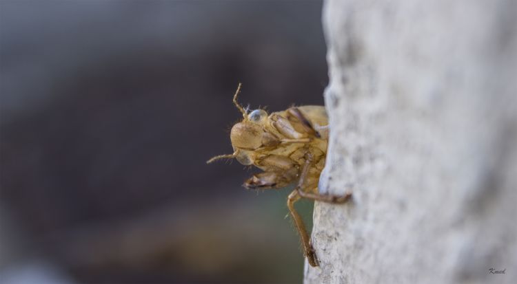 Fonds d'cran Animaux Insectes - Cigales L'alien vous fait un coucou.