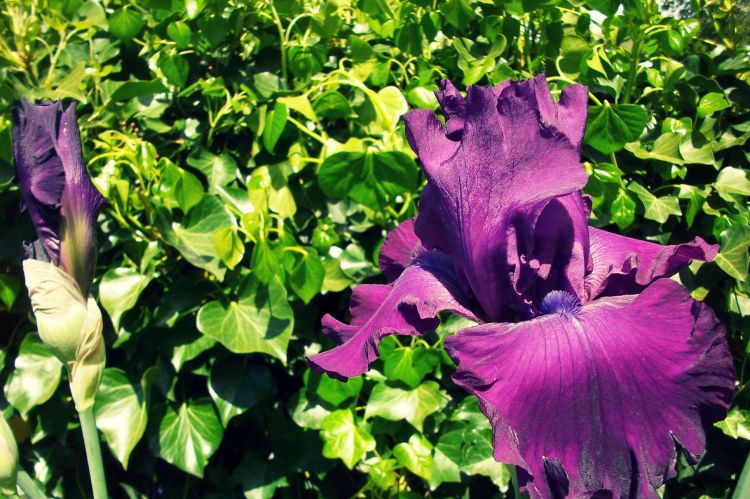 Fonds d'cran Nature Fleurs Purple Iris