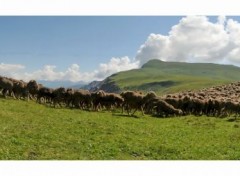  Nature Col du Couard - Troupeau de moutons