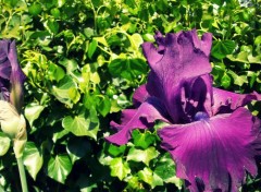  Nature Purple Iris