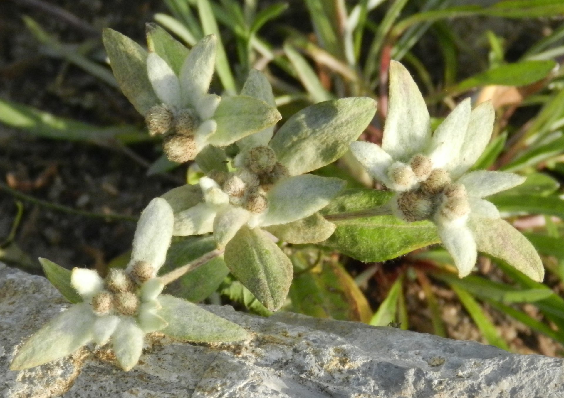 Fonds d'cran Nature Fleurs 