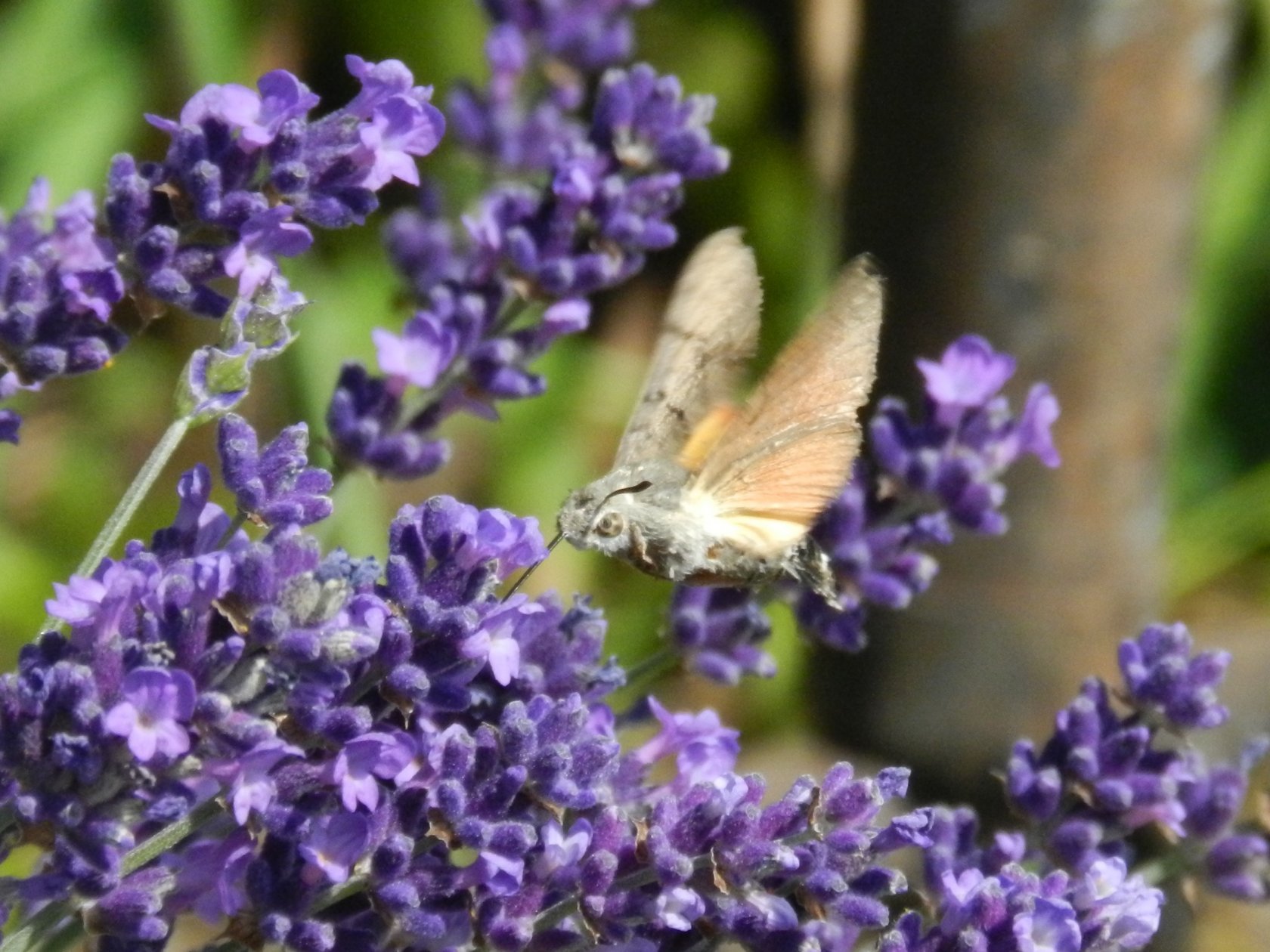 Fonds d'cran Animaux Insectes - Papillons 