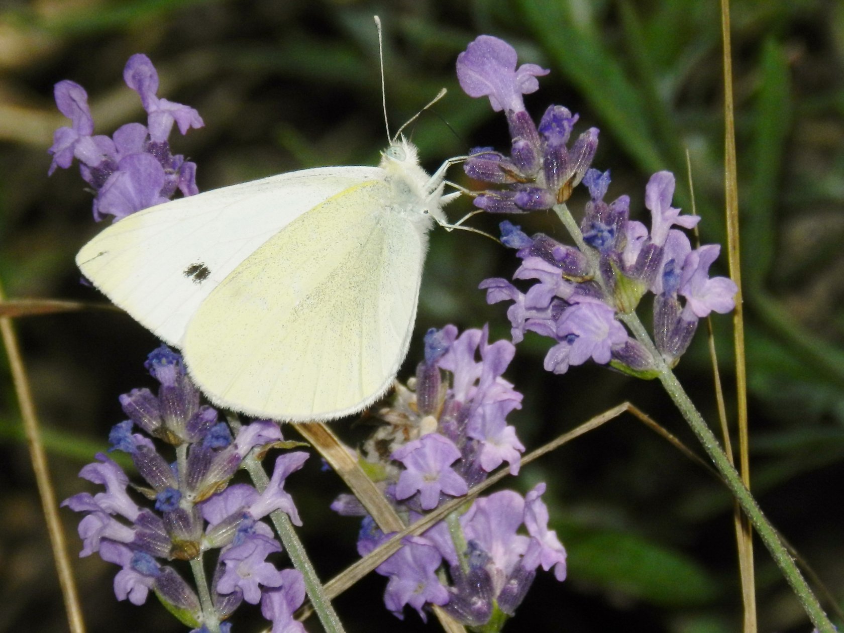 Fonds d'cran Animaux Insectes - Papillons 