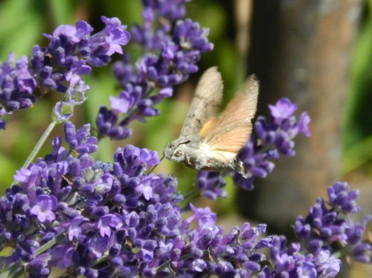 Fonds d'cran Animaux Insectes - Papillons Wallpaper N378762