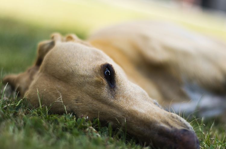 Fonds d'cran Animaux Chiens Lvrier Galgo