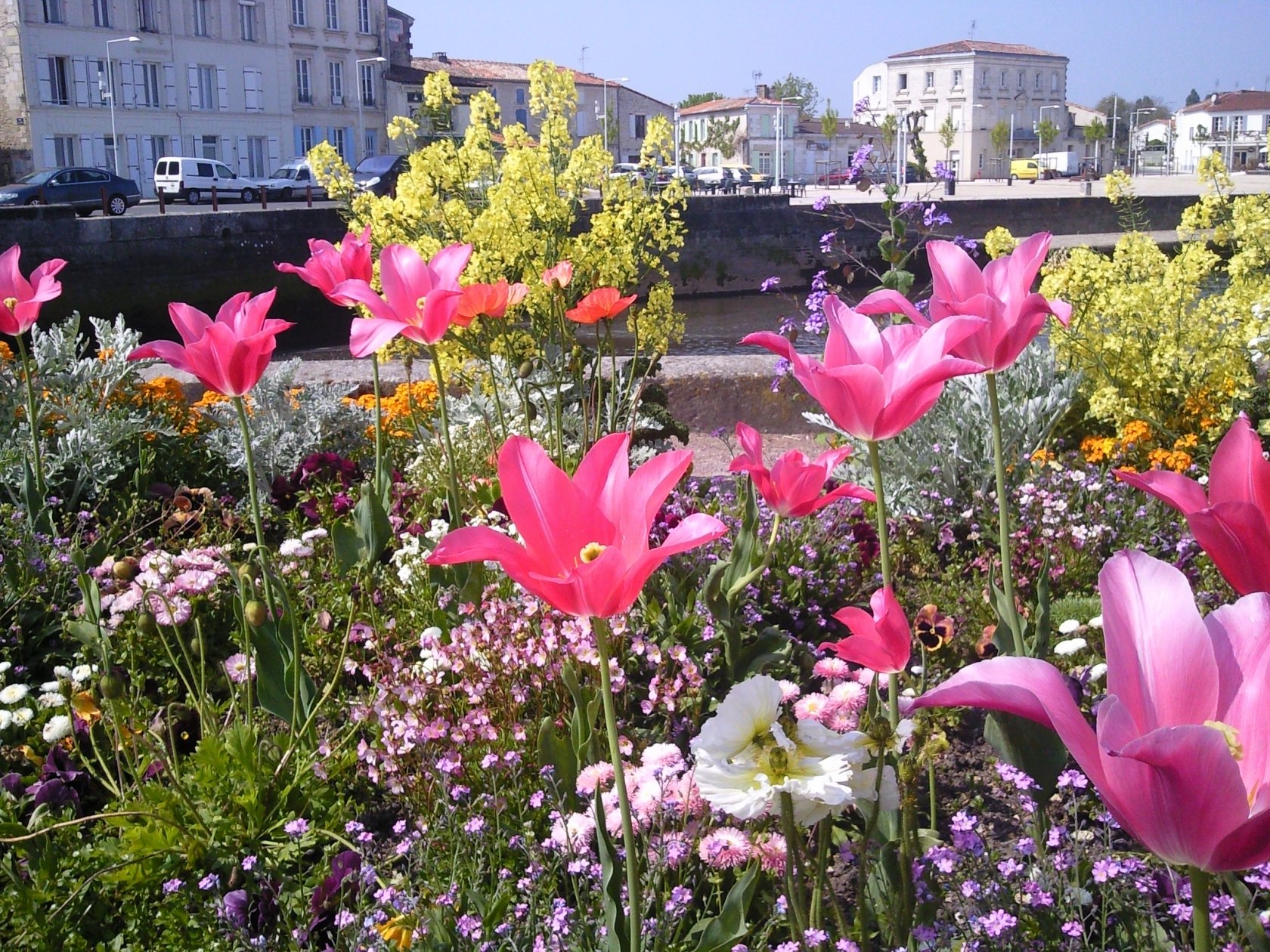 Fonds d'cran Nature Fleurs 