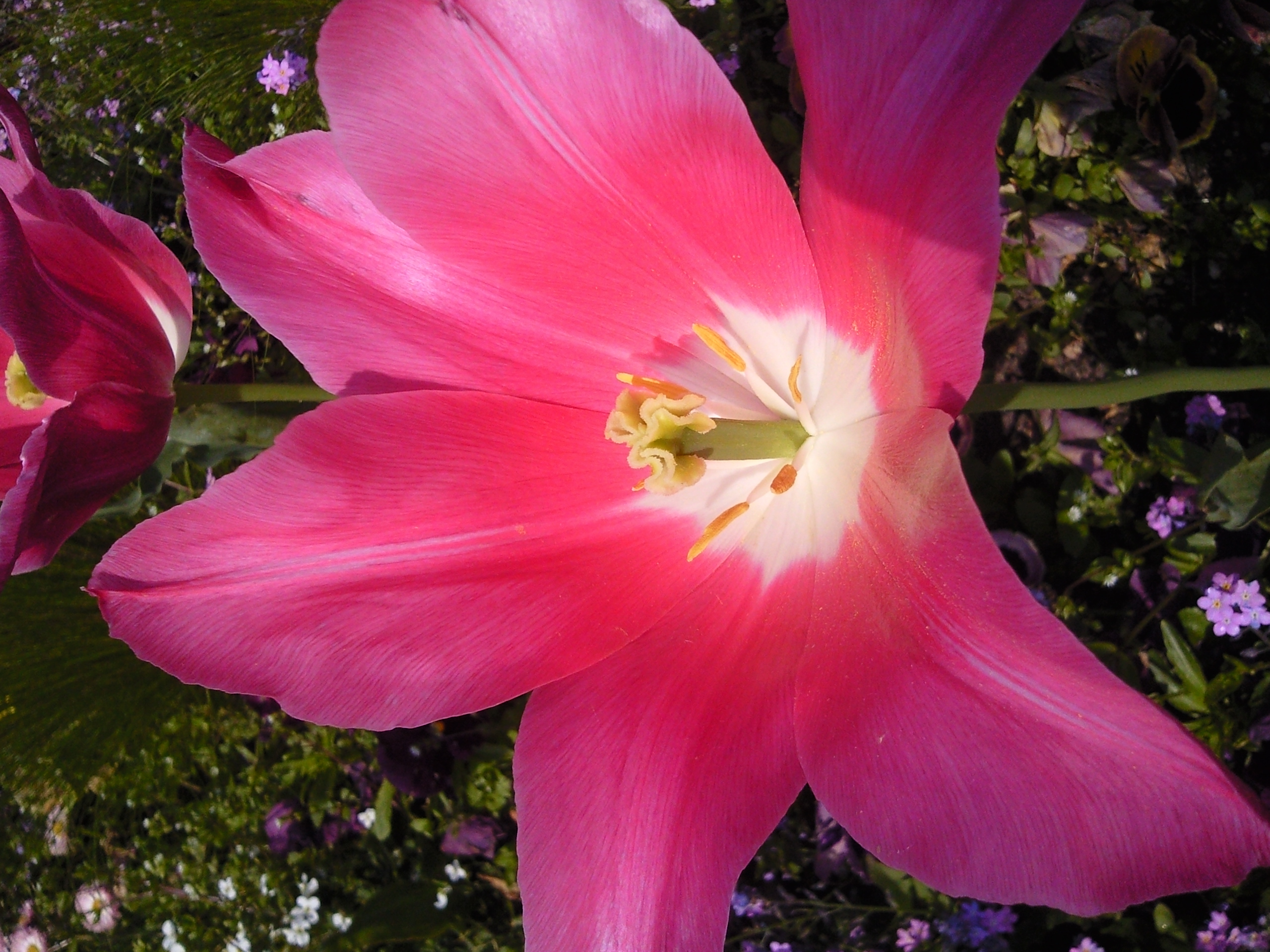 Fonds d'cran Nature Fleurs 